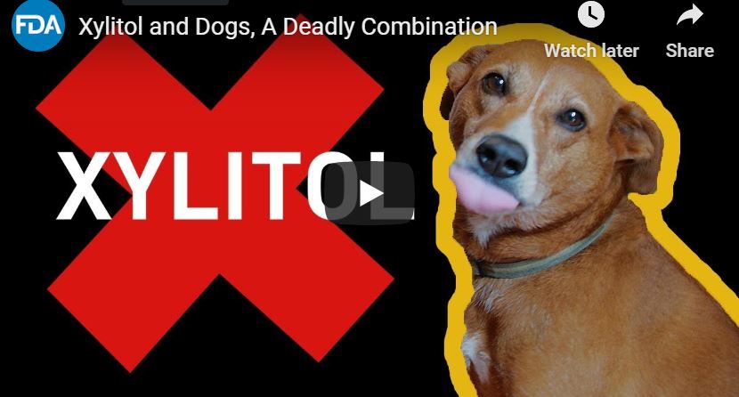 Mettalusso Media FDA Warns Dog Safety on Xylitol