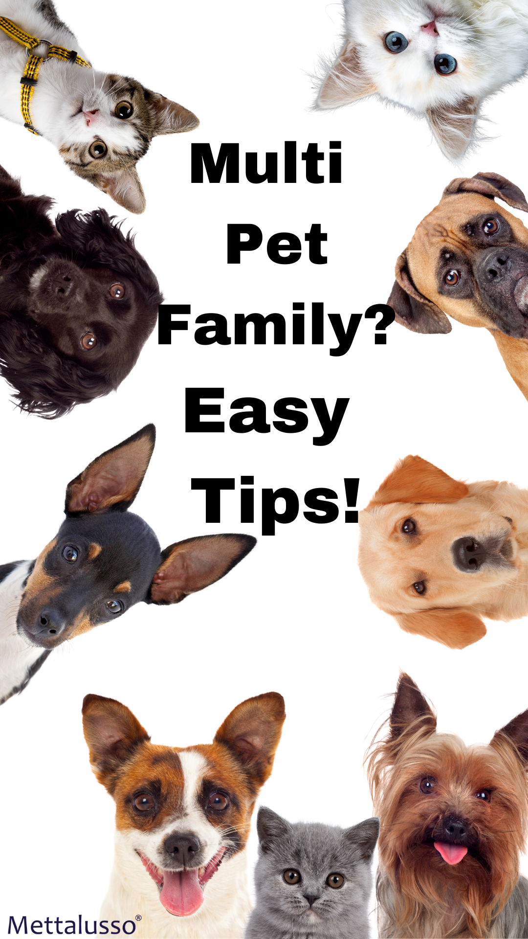 Mettalusso tips for creating a harmonious household with multiple pets