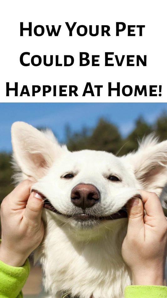 How You Can Help Your Pet Be Even Happier At Home With Mettalusso Mousse Waterless Vegan Pet Shampoo