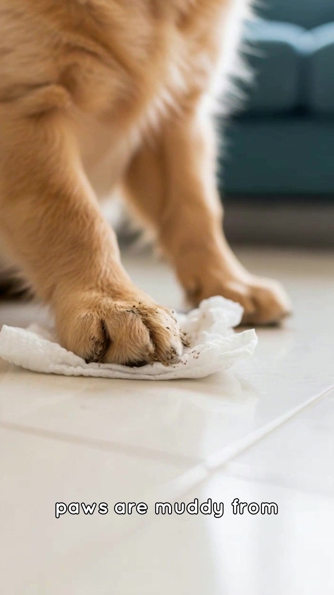 Mettalusso More Toallitas limpiadoras para mascotas veganas